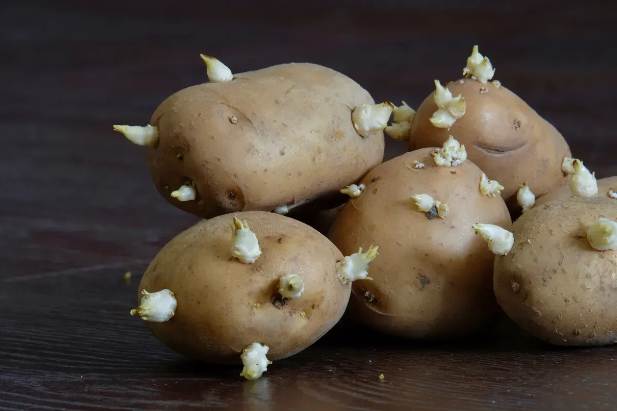 Houd je aardappelen vers: de geheimen van bewaren en invriezen