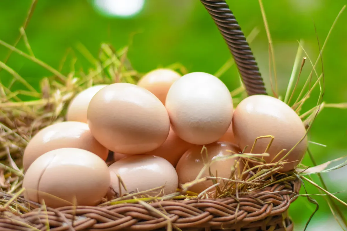 Wat zegt de kleur van een eierschaal nou echt?