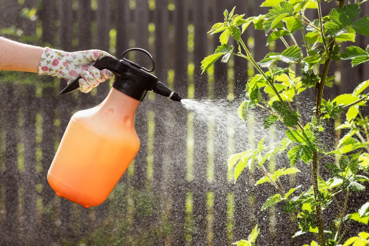 Beter dan azijn: zo pakt vloeibaar afwasmiddel onkruid aan