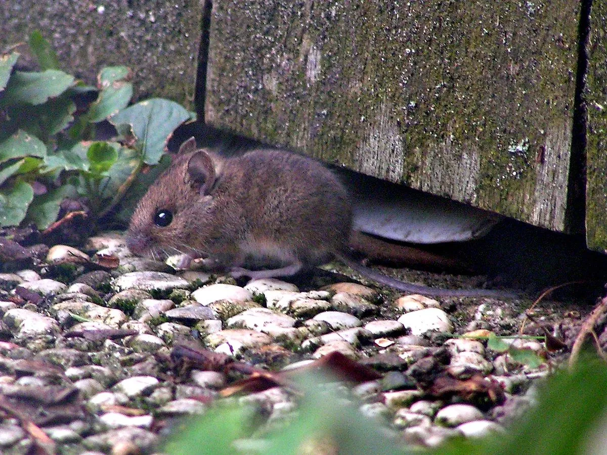Keukenkruiden: natuurlijke middelen tegen schadelijke knaagdieren